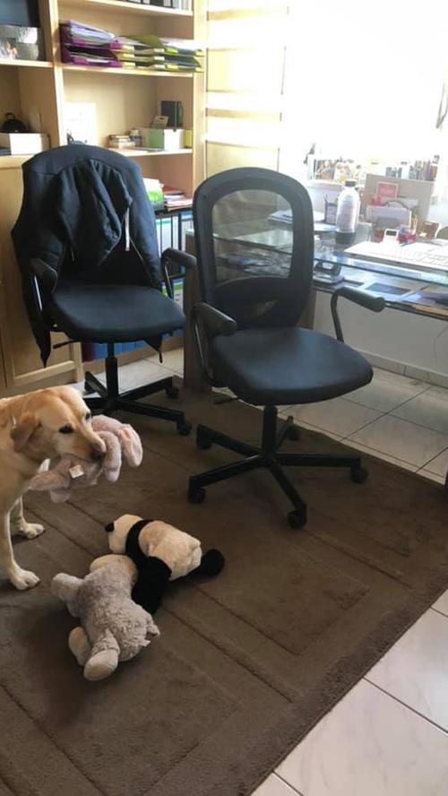 Hunde im Homeoffice! Die Vierbeiner unserer User erobern das Büro