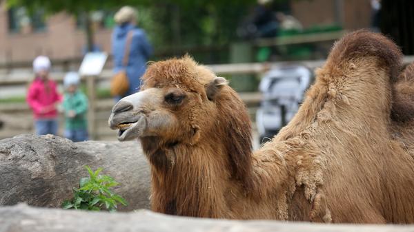 Ab kommenden Montag, den 11. Mai, dürfen dann Zoos, botanische Gärten, Museen, Bibliotheken, Galerien, Ausstellungen und Gedenkstätten wieder öffnen. Damit setzt der Freistaat eine Bund-Länder-Vereinbarung aus der vergangenen Woche um. Im Bereich Theater gebe es dagegen noch Klärungsbedarf und keine Entscheidung. Auch Fahrschulen und Musikschulen dürfen unter gewissen Auflagen ab Montag wieder ihren Betrieb starten.