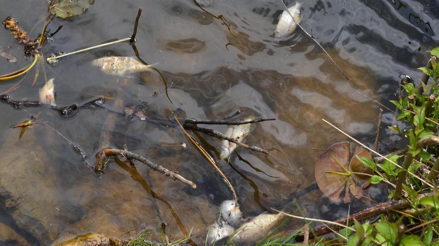 Gunzenhausen: Fränkisches Fischsterben bereitet Sorgen