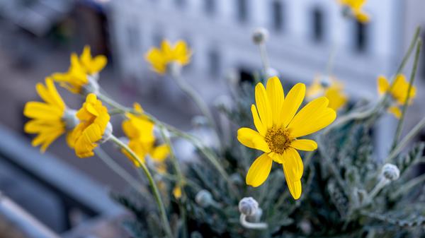 Gefahr im Frühling: Was es mit den Eisheiligen auf sich hat