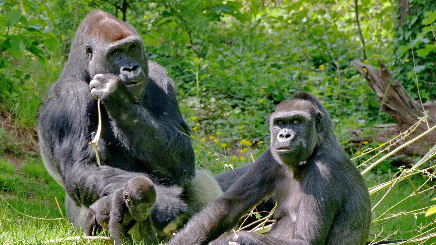 In Anbetracht der derzeit nötigen Abstandsregelung können nur wenige Besucher zeitgleich die Gorillas beobachten.