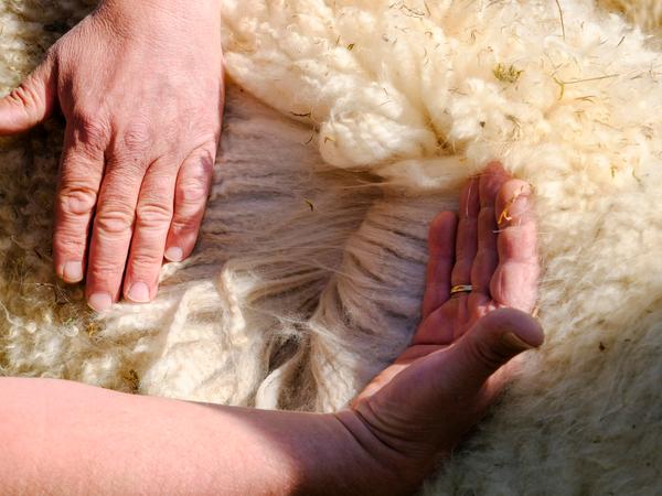 Die dichte Wolle der Alpakas wird jedes Frühjahr geschoren. Die Wellen in den Strähnen, der sogenannte Crimp, ist ein Qualitätsmerkmal bei der Wolle des Tieres.