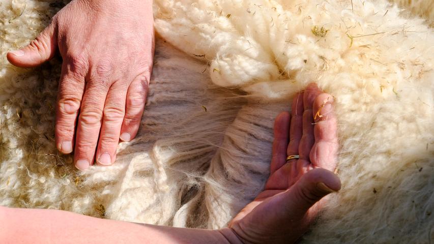 Alpakas werden aufgrund ihrer Wolle gezüchtet. Die Wellen in den Haarsträhnen, der sogenannte Crimp, ist neben Dichte und Feinheit ein Qualitätsmerkmal.