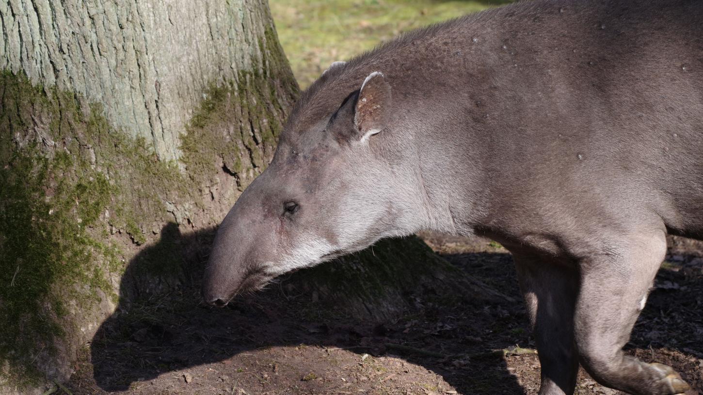 Traurige Meldung aus dem Tiergarten: Tapir Daisy gestorben