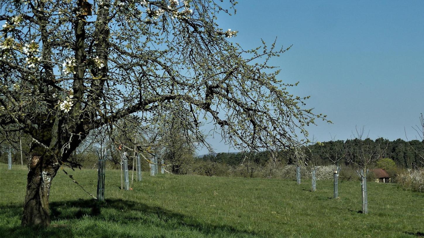 Obstbaum-Patenschaften in Kalchreuth sind begehrt