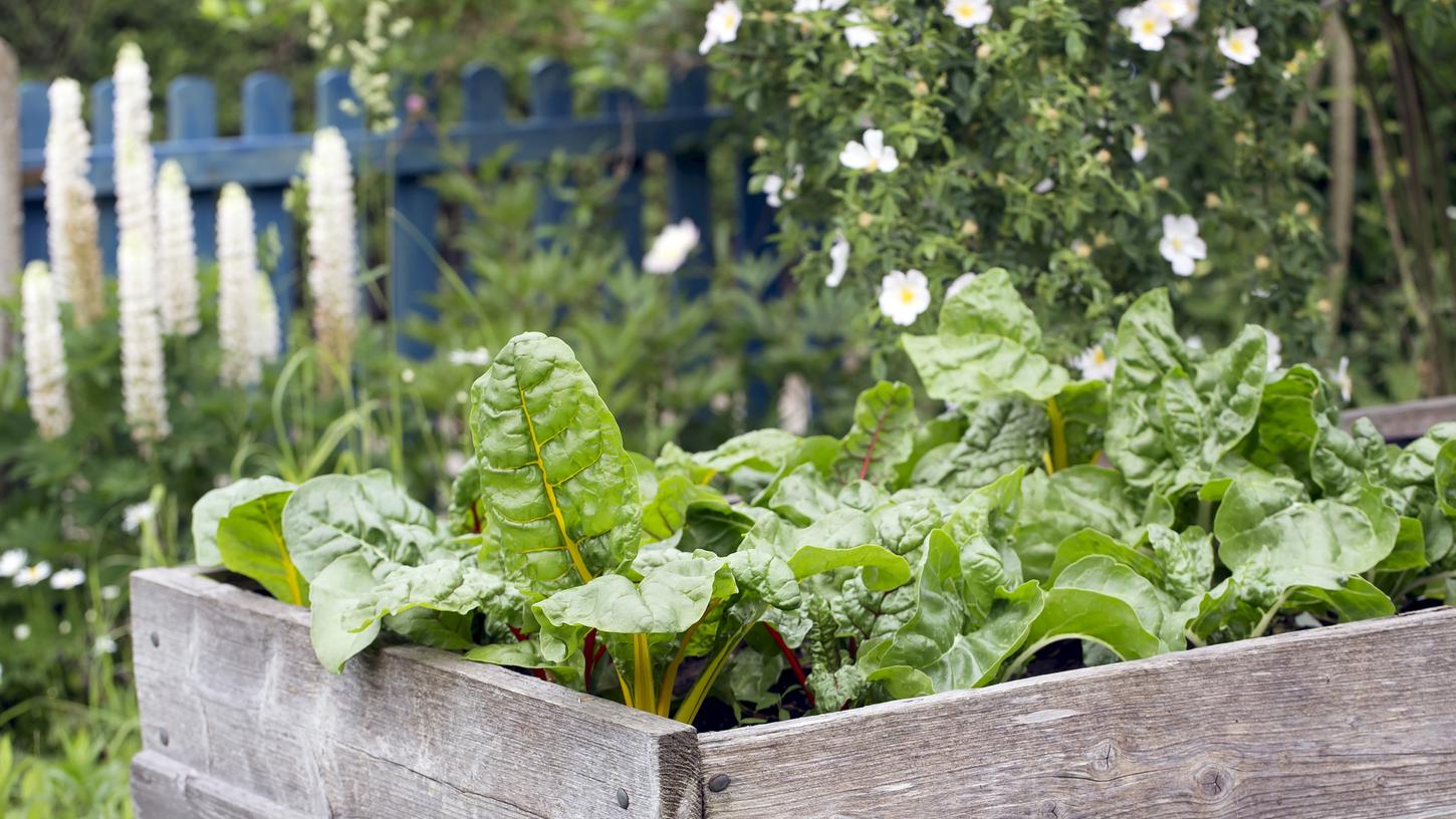 Ein selbst gebautes Hochbeet aus gebrauchten Paletten ist günstig und erfüllt seinen Zweck.