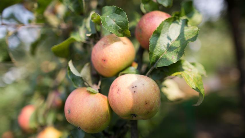 Lassen Sie an kleinen Apfel- oder Birnbäumen nur einen Teil der Früchte hängen, damit sich diese übrigen besser entwickeln können.