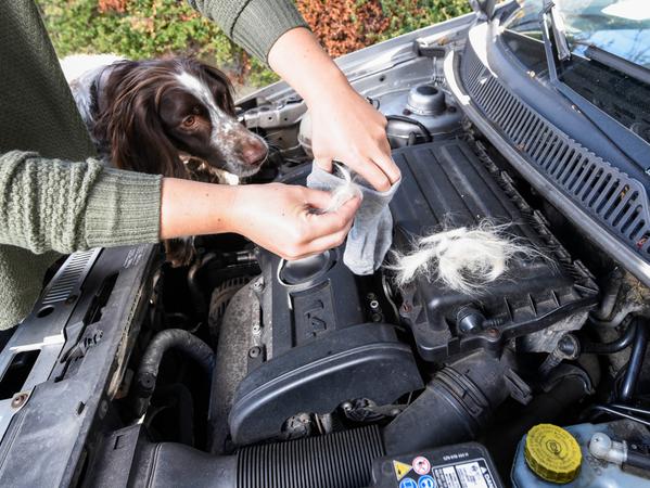 Marder im Auto: Was hilft – und was nicht