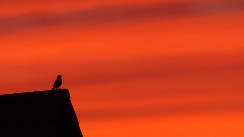 Diesem Sonnenuntergang kann auch der kleine Vogel auf dem Hausdach nicht widerstehen.