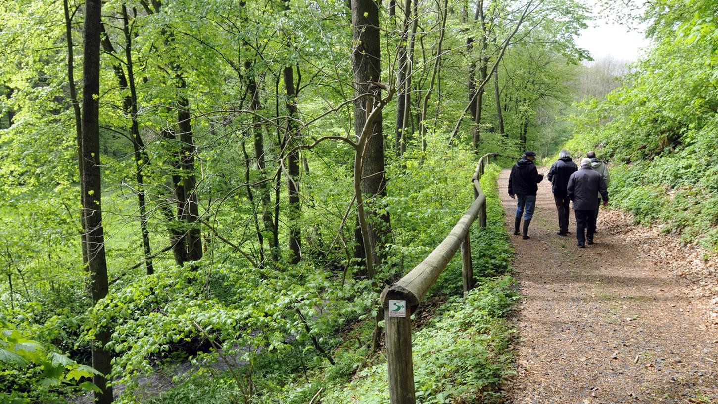 Jahrelang haben Umweltschutzverbände und Politiker darum gerungen, den Steigerwald als Nationalpark auszuweisen.