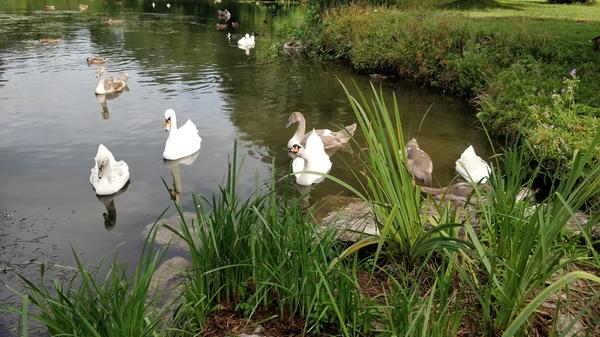 Rund um den Altmühlsee fühlen sich Wasservögel aller Art mit ihrem Nachwuchs wohl.