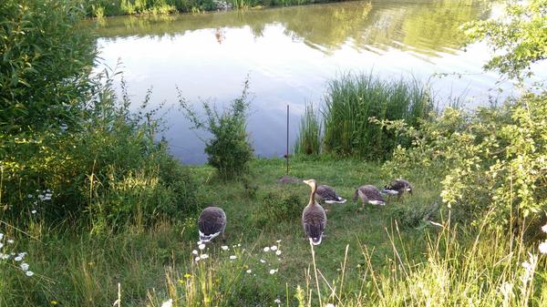 Rund um den Altmühlsee fühlen sich Wasservögel aller Art mit ihrem Nachwuchs wohl.