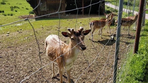 Neugierig blickt dieser kleine Dammwildhirsch nicht über, aber durch den Zaun.