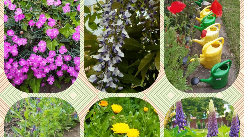 An der Blumenpracht in ihrem Garten in Gunzenhausen lässt uns Familie grießl auf originelle Art udn Weise teilhaben.