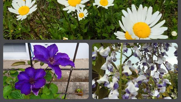 An der Blumenpracht in ihrem Garten in Gunzenhausen lässt uns Familie grießl auf originelle Art udn Weise teilhaben.
