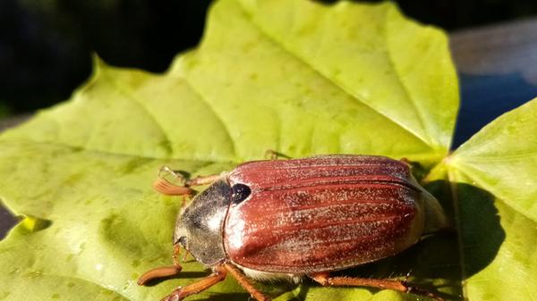 Maikäfer flieg? Nein, er ruht sich lieber in der Heidenheimer Sonne aus.