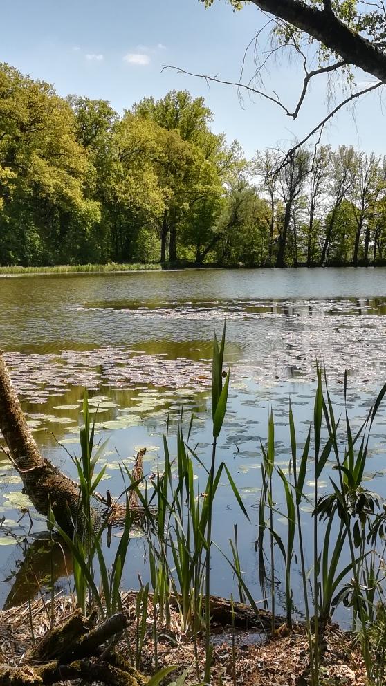 In Corona-Zeiten sind es vor allem Spaziergänge, die für Abwechslung sorgen. Der Schlosspark in Dennenlohe bietet sich dafür an.