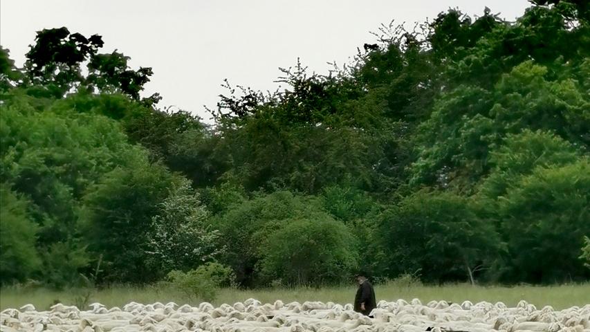 Frisch geschoren dürfen die Schafe im Mai in der Fränkischen grasen.