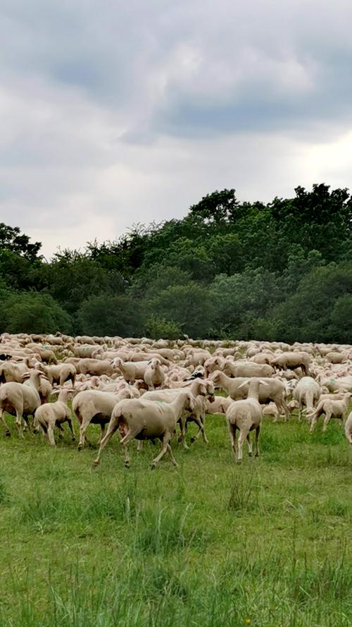 Schaf müsste man sein, vor allem im Landkreis Forchheim.