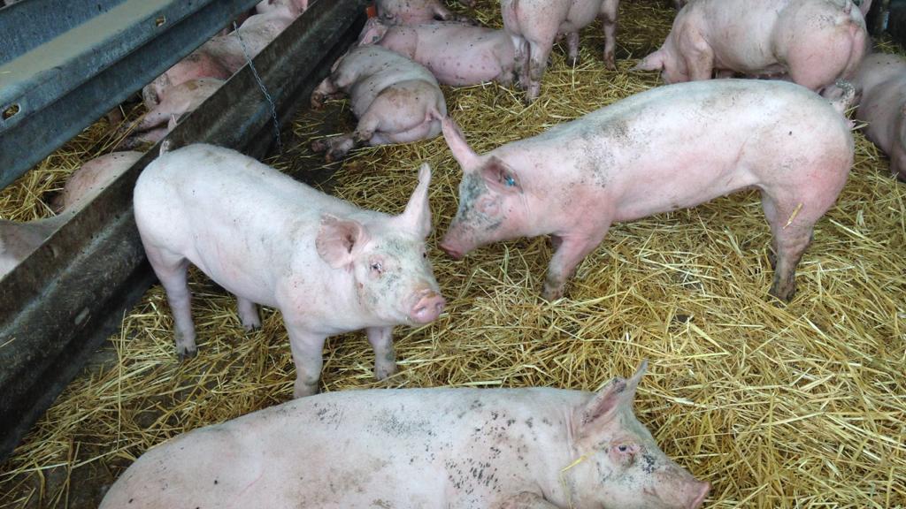 Schweine im Stroh: Dass Tiere zum Fleischkonsum dazugehören, verdrängen viele Endverbraucher. 