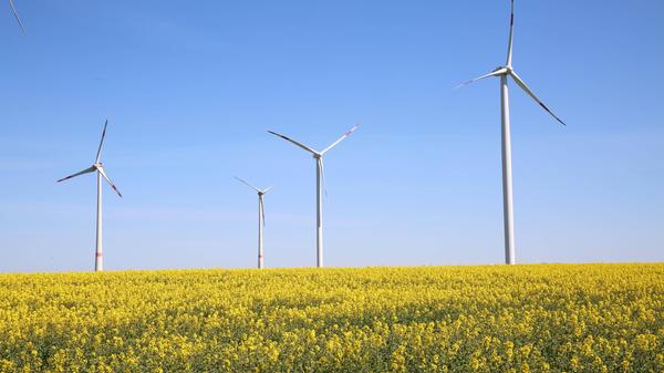 Vor einigen Jahren war Raps noch weiter vorne in der Erntestatistik. Im Jahr 2018 wurde er auf 115.000 Hektar angebaut. Doch das extreme Dürrejahr vernichtete große Teile der Ernte. Im ebenfalls trockenen Jahr 2019 wurde Raps deshalb nur noch auf 83.000 Hektar angebaut. Geerntet wurden 276.000 Tonnen.