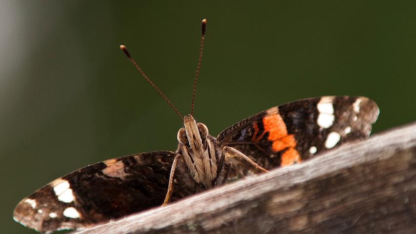 Ein Admiral lässt grüßen - leider gibt es jedes Jahr immer weniger Schmetterlinge.