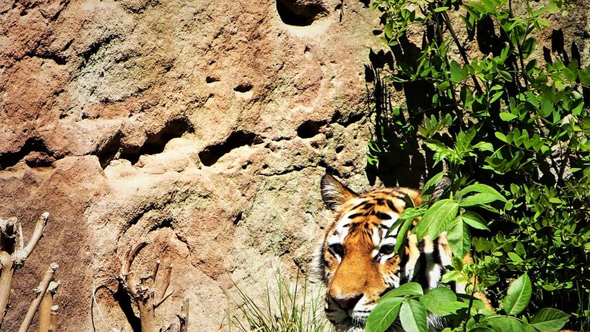 Der Tiger im Tiergarten hat sich gut versteckt.