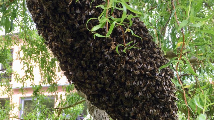 Der Bienenschwarm ist in Feucht samt seiner Königin auf Tour gegangen. Ein Imker hat die reiselustige Gruppe wieder eingefangen.