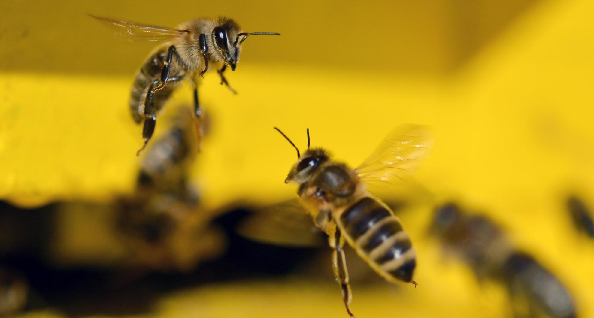 Weltbienentag Können Bienen fränkisch sprechen? nn.de