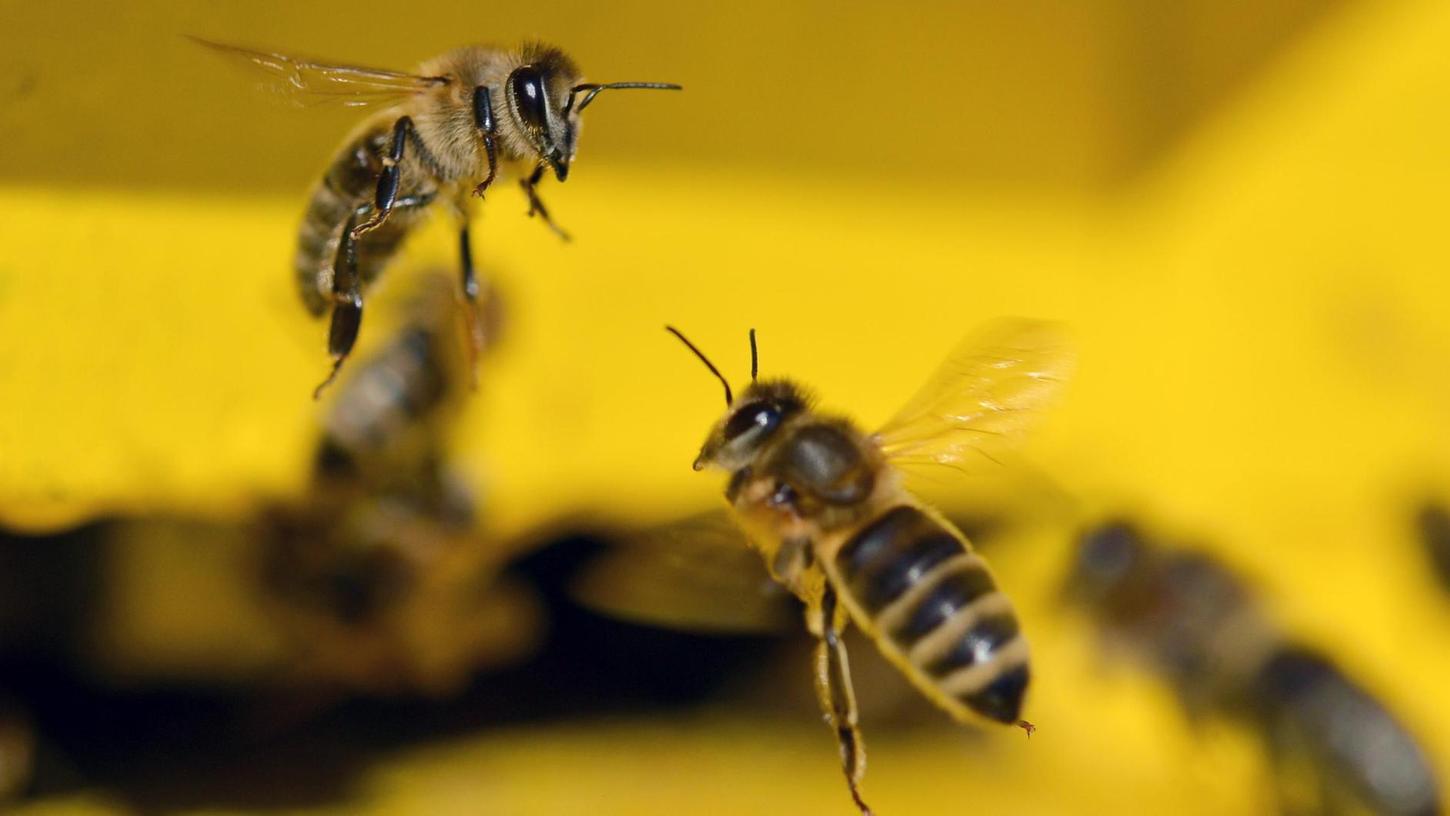 Bienen teilen sich gegenseitig mit, in welcher Himmelsrichtung sich eine gute Futterquelle befindet.