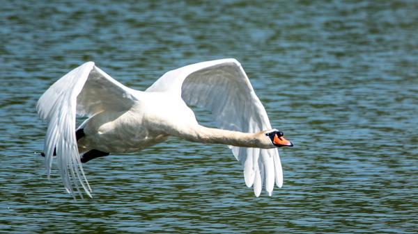 Normalerweise sieht man Schwäne majestätisch über das Wasser gleiten. Doch wenn sich ein Exemplar dranmacht, abzuheben - wie hier am Altmühlsee -, das ist schon wirklich beeindruckend und erst dann wird einem gewahr, wie groß diese Vögel eigentlich sind.