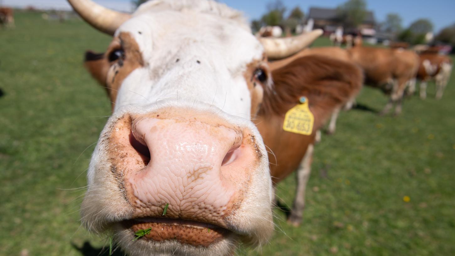 Regionale Produkte, wie die Milch der Kuh, rücken derzeit in den Fokus. 