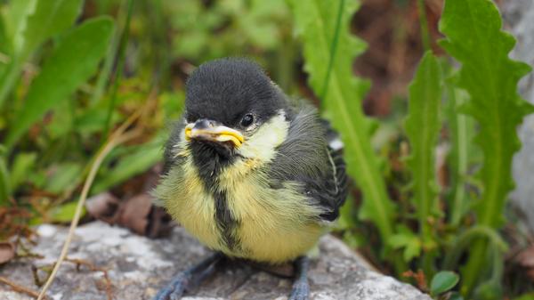 Das mit dem Fliegen klappt noch nicht so richtig, aber Hauptsache mal über den Rand des Nests hinausgekommen: Der Meisennachwuchs wird langsam flügge und dieser Jungvogel geriet in Merkendorf Heinrich Förthner vor die Linse.