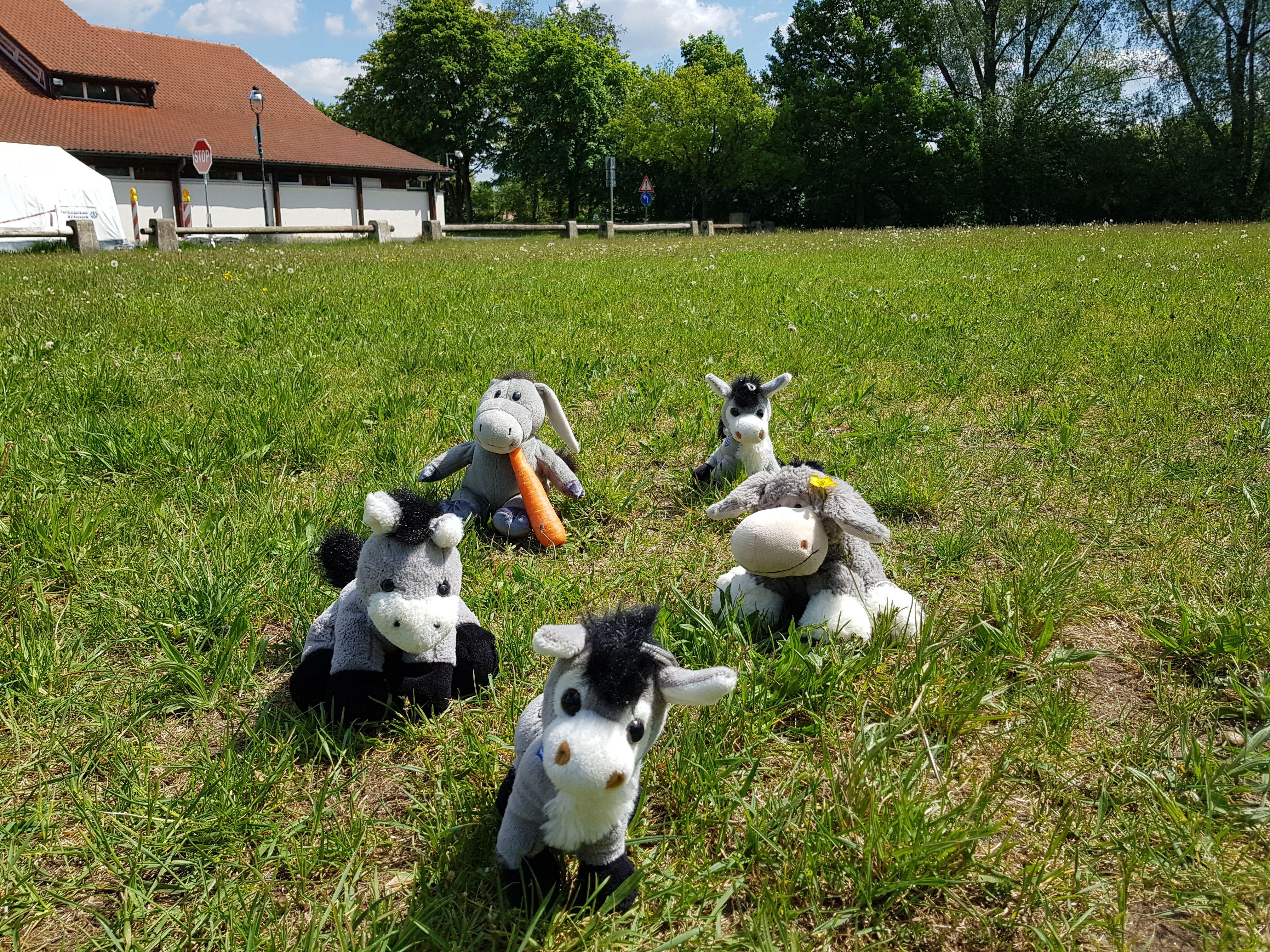 Der dicke Esel hat sich die Möhre gemopst und ist damit aus dem Rennen. Vorne der Zieleinlauf: "Galoppos", ein Souvenir aus Rhodos, gewinnt den Grand Prix von Neumarkt.