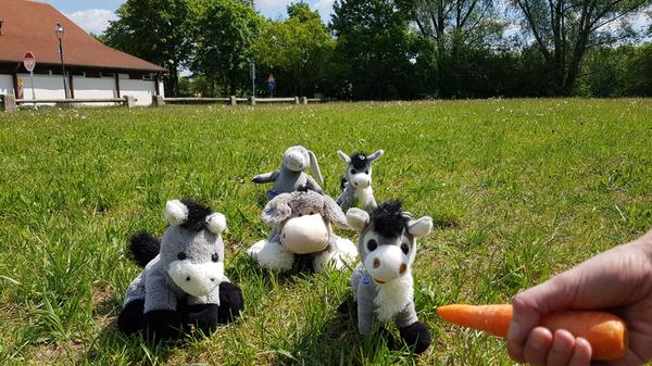 Das Neumarkter Frühlingsfest 2020 fällt aus.