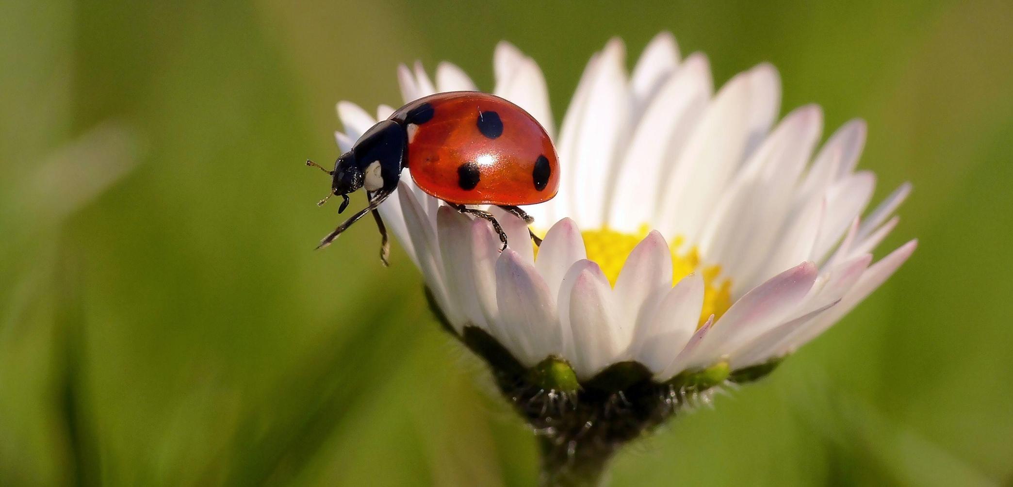 Insektensommer Das Grosse Krabbeln Startet Wieder Hilpoltstein Nordbayern De