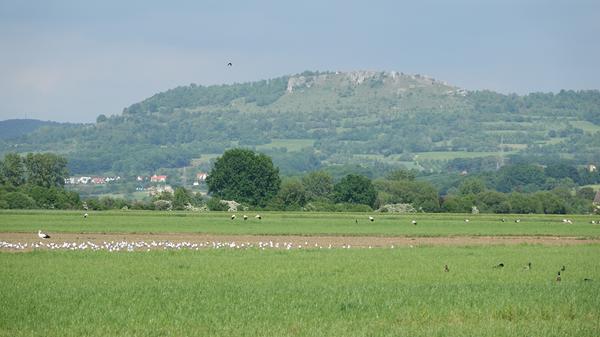Die Störche auf den Wässerwiesen nahe Sigritzau genießen sicher auch den herrlichen Ausblick. NN-Leser Edmund Abel hat das Bild eingefangen.