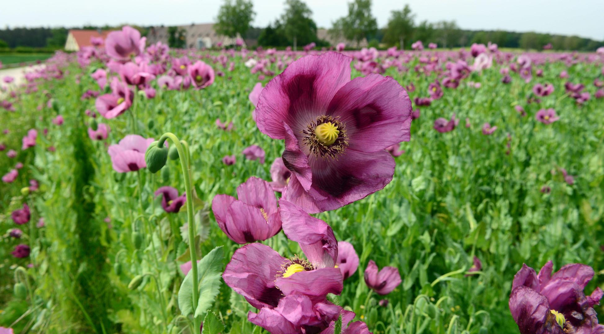 Ein violettes Blütenmeer begeistert im Sommer die Spaziergänger  am Cadolzburger Pleikershof. Für den wunderbaren Blickfang sorgt der fränkische Blaumohn.