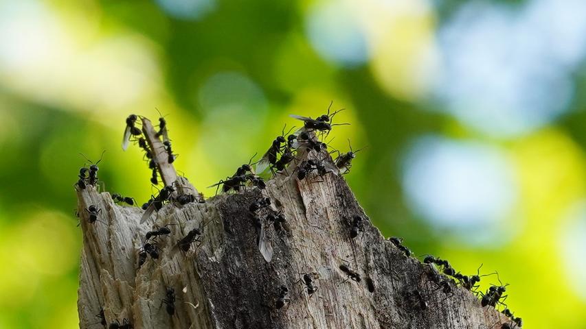 Die naturnahe Waldbewirtschaftung am Langwassersee mit viel Alt- und Totholz sorgt bei den Ameisen für Wohlfühlatmosphäre.