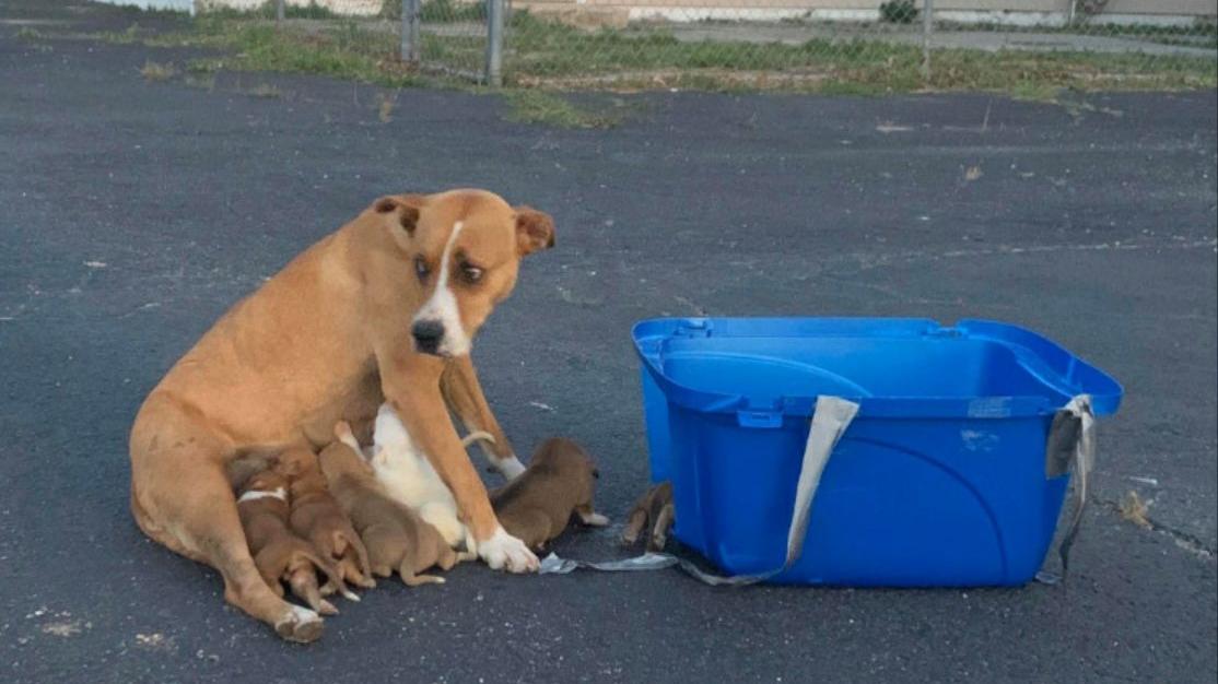 Diese Bild bot sich den Rettern der kleinen Hundefamilie, als sie die Hündin samt Welpen auf einem Parkplatz in Texas fanden.