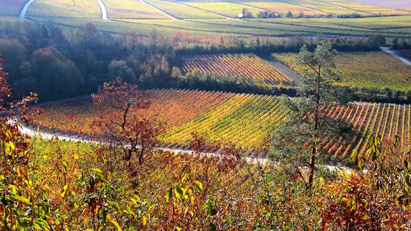 Damit sind die Wanderer mitten in den Weinlagen des Steigerwaldes, kommen vorbei an der Kirchenburg Mönchsondheim mit ihrem Freilandmuseum und kreuzen dann Iphofen, einen bekannten Weinort Frankens. Auf dem Kamm des Steigerwalds führt der Weg zum Kloster Ebrach und verlässt dann nach und nach die Weinlagen. Doch für Genießer ist das kein Grund zum Traurigsein – wartet doch am Ende des Weges Bamberg, die Weltkulturerbe- und Bierstadt. Alle Infos zur Strecke und einzelnen Etappen gibt es hier.