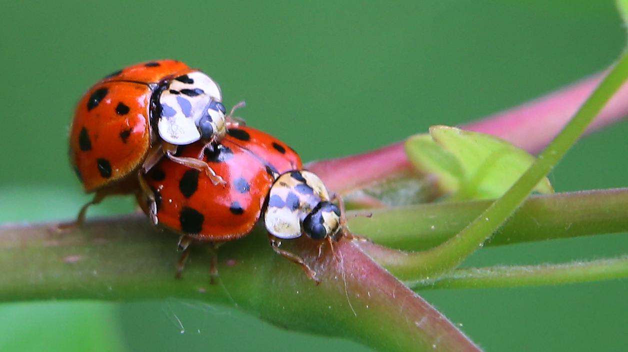 Start am Freitag: Naturschützer rufen zum Insektenzählen auf