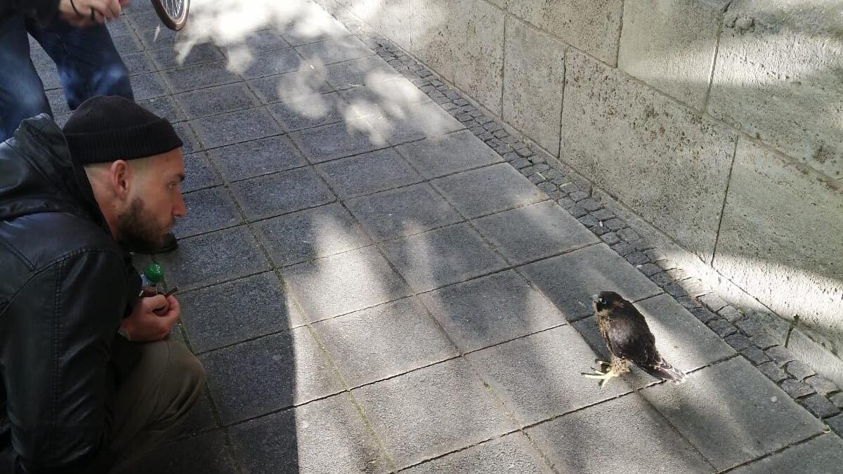 Verschüchtert sitzt der Falke am Sonntag in St. Johannis auf dem Gehsteig. Passanten hatten den Tierschutzverein Noris gerufen.