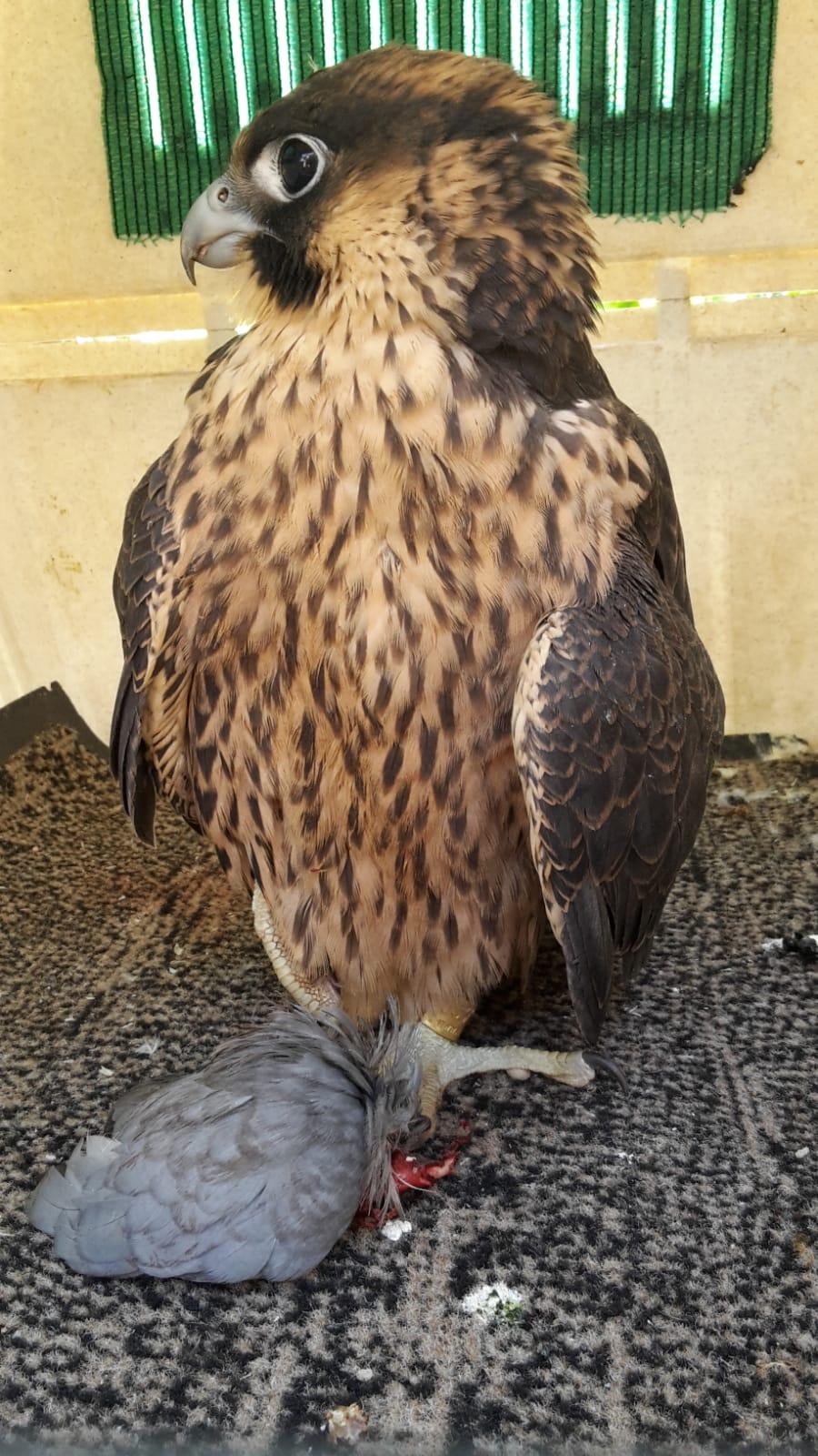 Einer der Wanderfalken aus St. Johannis in einer Transportbox. Einer der Wanderfalken aus St. Johannis in einer Transportbox.