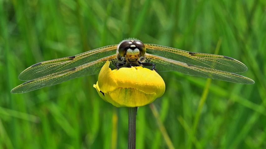 Startklar: Eine Vierflecklibelle Vierflecklibelle (Libellula qudrimaculata) auf einer Trollblume.