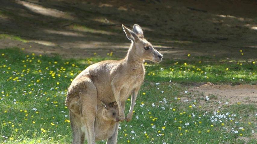 Immer unter Ausicht: Das Känguru-Baby im Nürnberger Tiergarten ist sicher im Beutel der Mutter "verstaut".