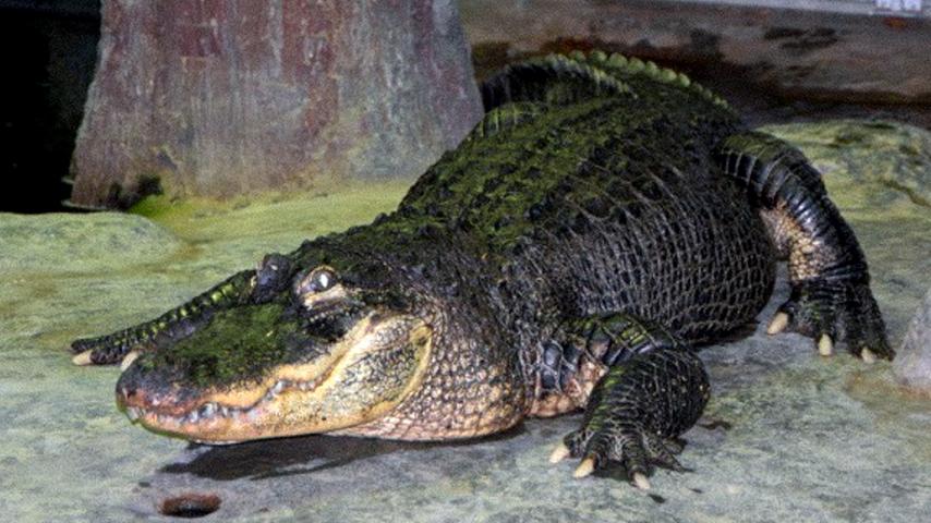 Bilder der Woche: Ein tobender Präsident, ein toter Alligator und viel Protest