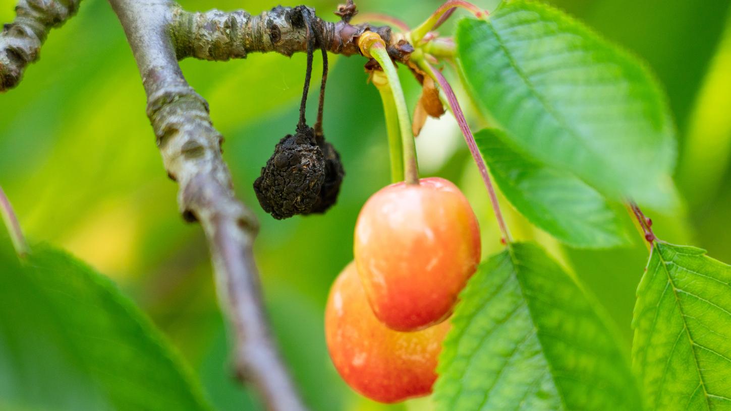 Durch eisige Nächte Ende März und Anfang April sind in diesem Jahr viele fränkische Kirschen erfroren. Durch eisige Nächte Ende März und Anfang April sind in diesem Jahr viele fränkische Kirschen erfroren.