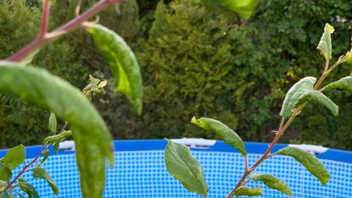 Abkühlung gefällig? Wenn man im eigenen Garten, umgeben von viel Grün, in den Pool hüpfen kann, kann man an den Feiertagen doch rundum glücklich sein, oder? Der User "Chris van Bechti" macht es vor. 