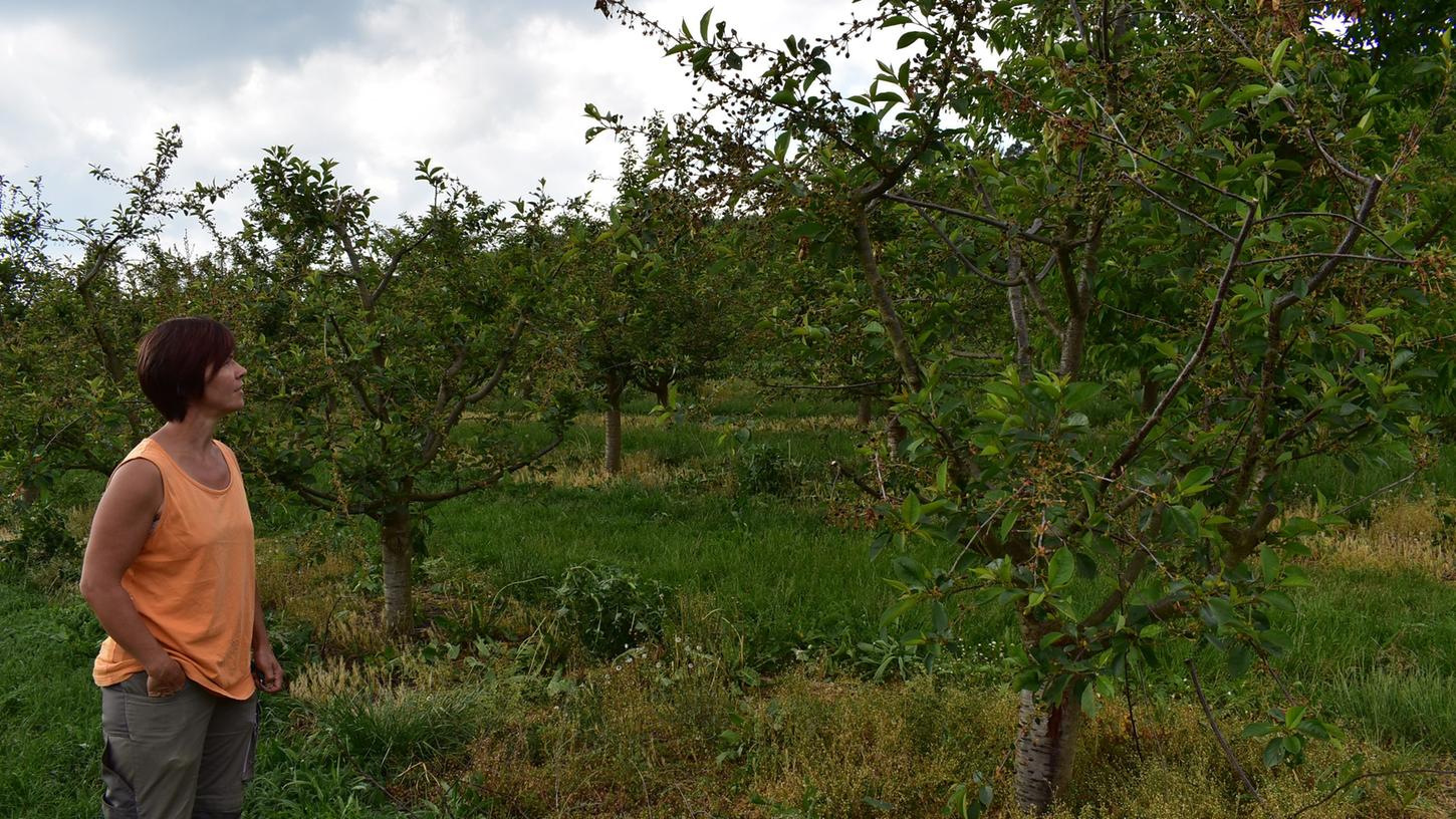 Später Frost trifft Kirschenbauern in der Fränkischen Schweiz hart